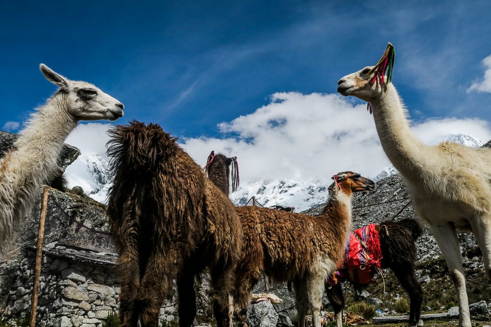 Lamy pri chate Refugio Peru